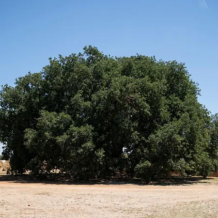 Masseria Palmo